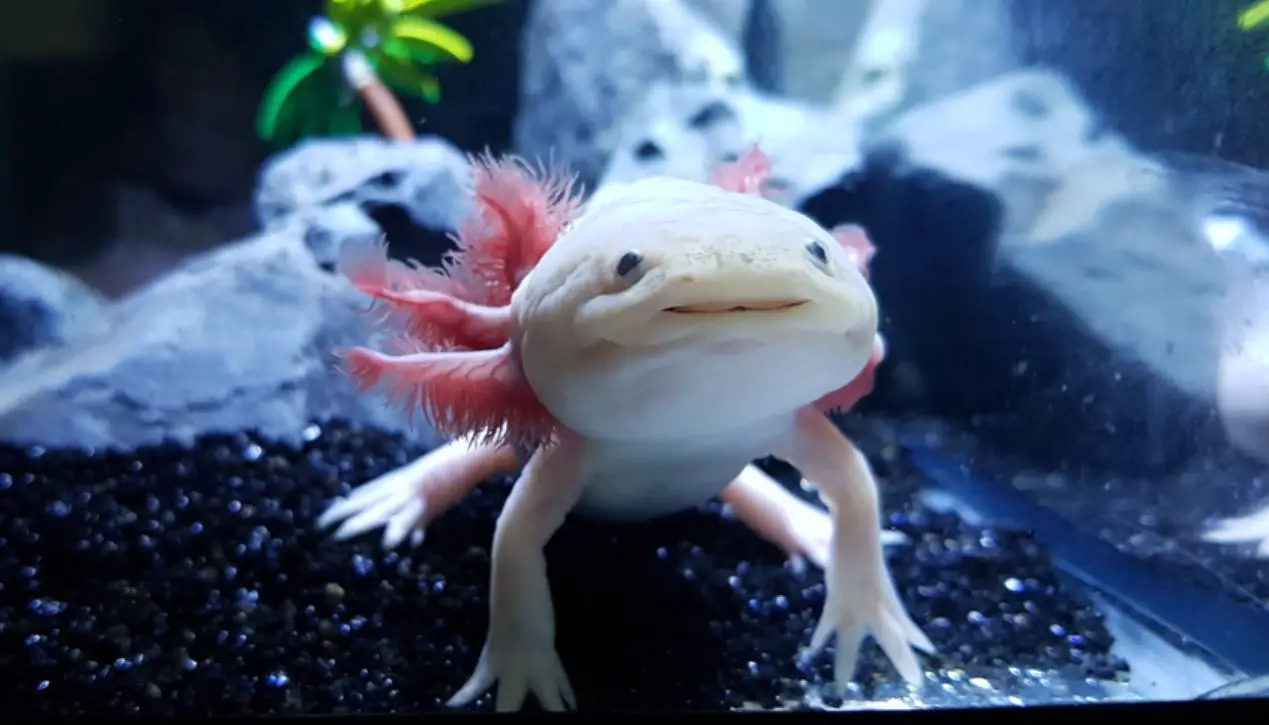 axolotl colors blue