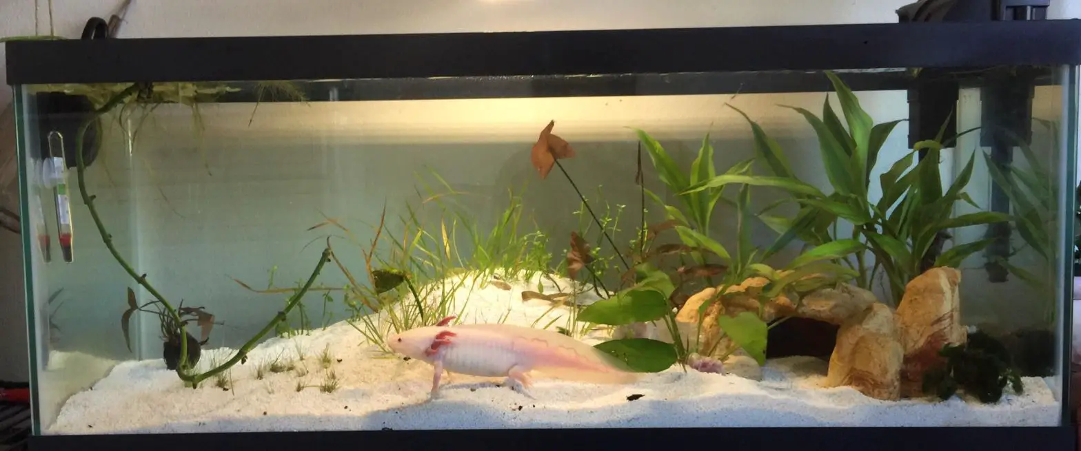 Axolotl Tank