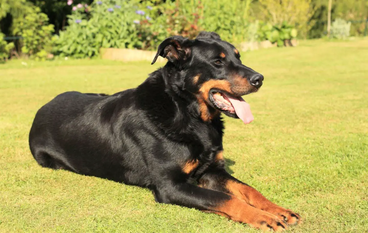 are beauceron the most intelligent dogs