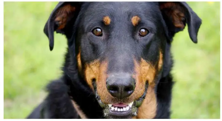 are beaucerons friendly or dangerous to strangers