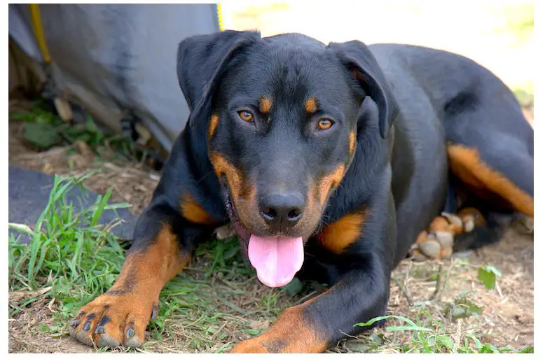 are beauceron the most intelligent dogs