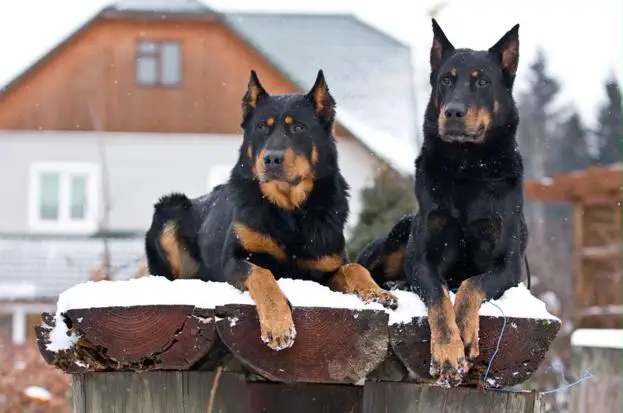 Do Beaucerons Make Good Pets? Care Tips 