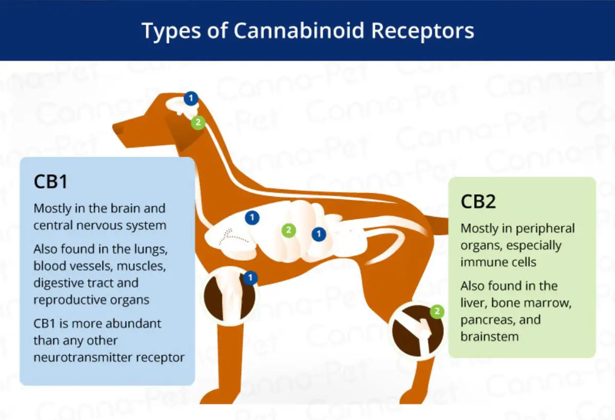 Cannabinoid System In Dogs