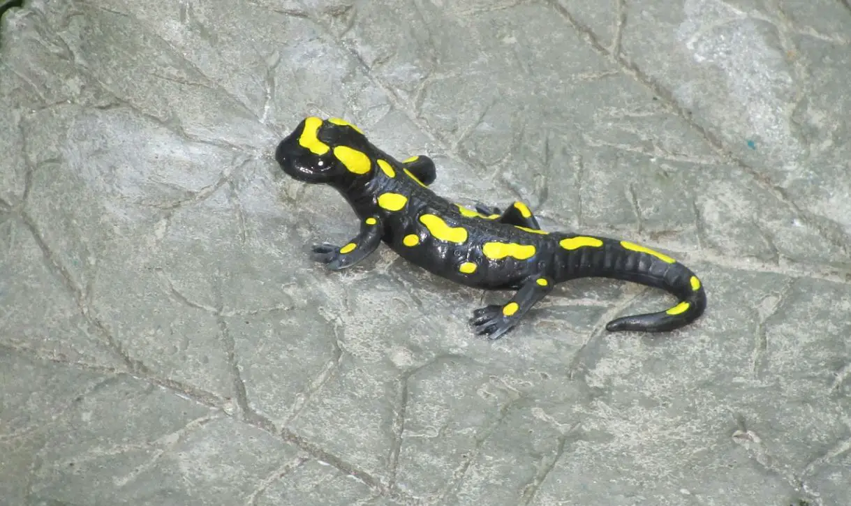 Do Tiger Salamanders Make Good Pets Care Habitat And Owners Guide