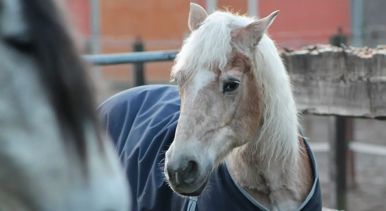 Best Weight Gain Supplement For Senior Horses The Pet Well