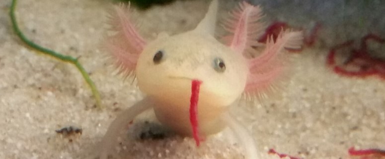 do-axolotls-make-good-pets-care-habitat-food-guide-the-pet-well