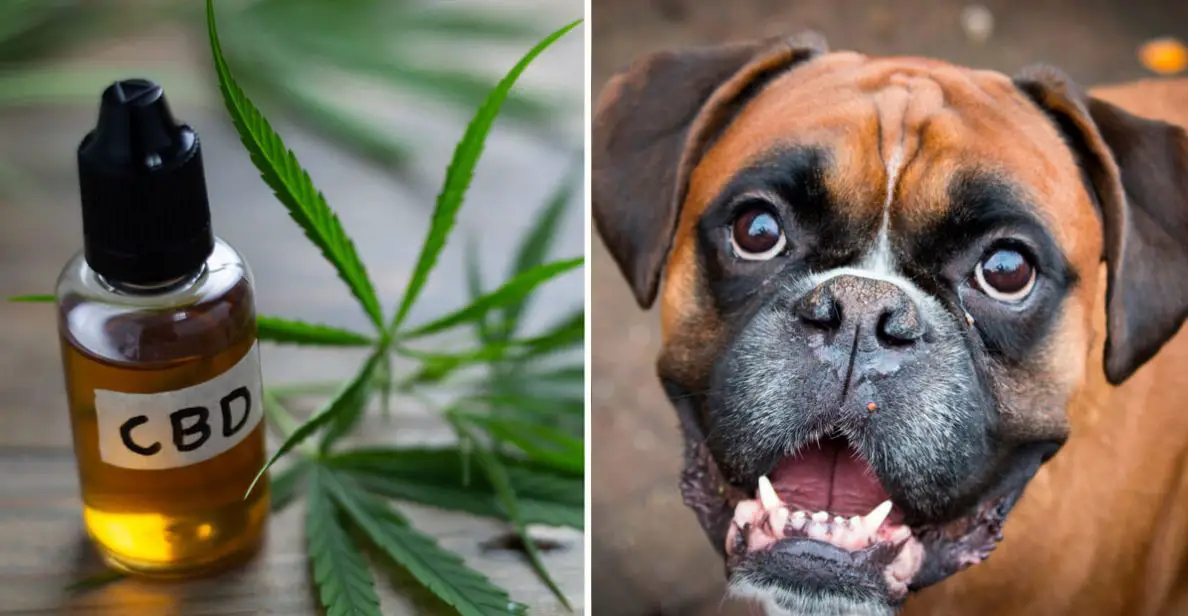 Cbd for boxer dogs