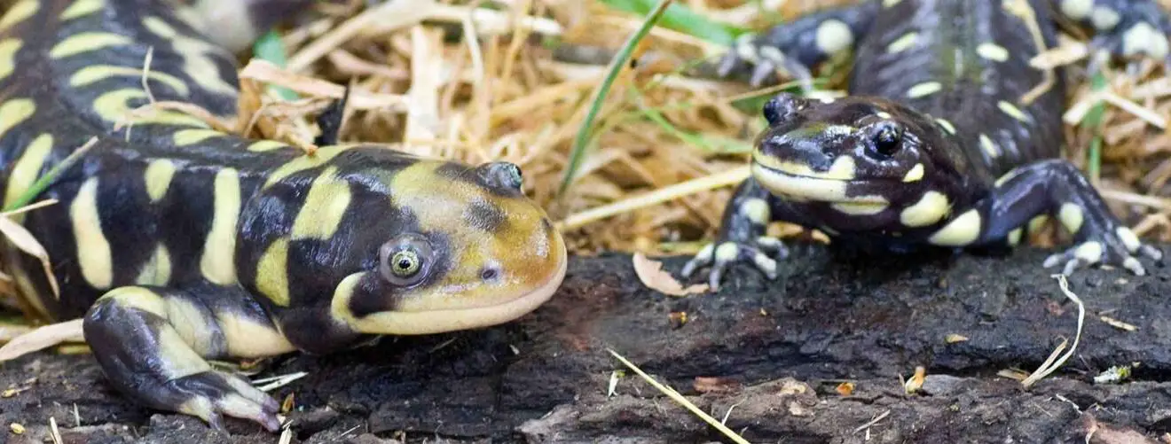 salamanders1