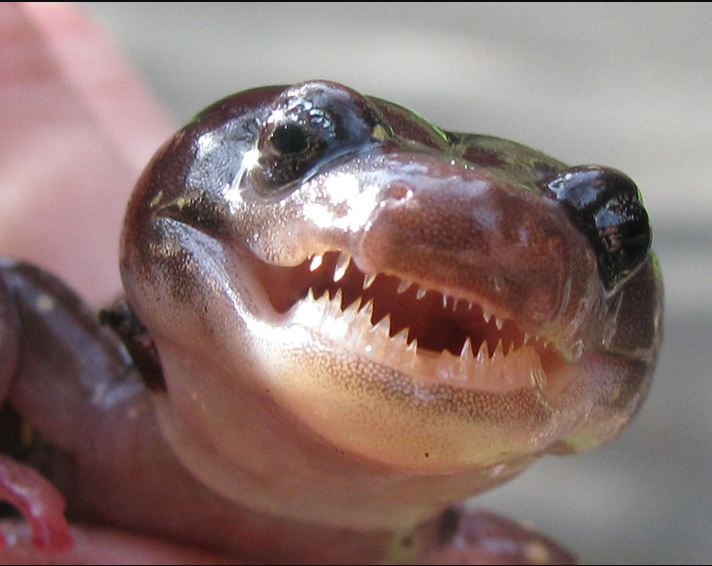 Do Tiger Salamanders Make Good Pets – Care, Habitat and ...