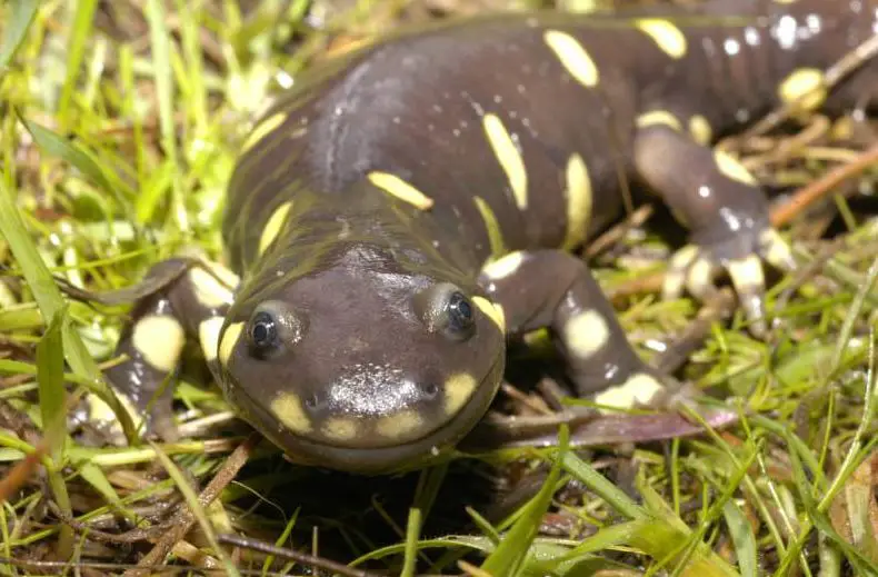 salamanders4