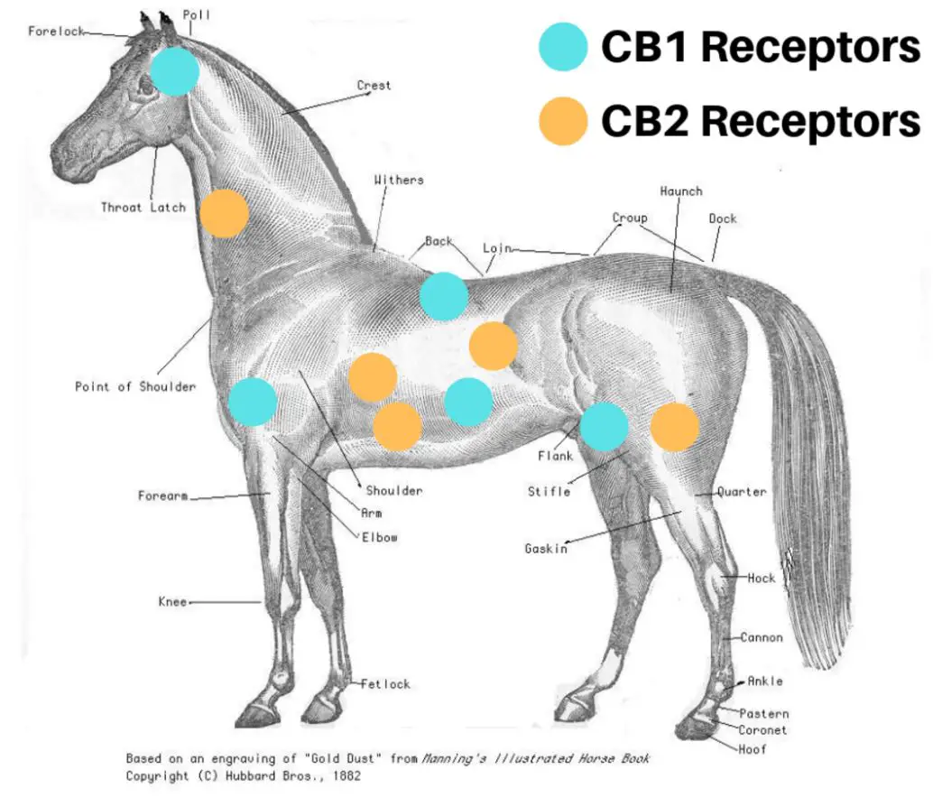 Horse Endocannabinoid System