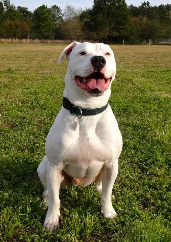 american bulldog shedding