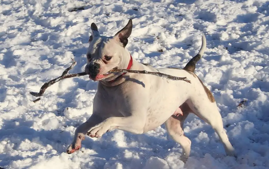 Do American Bulldogs Shed - Must Read Guide - The Pet Well