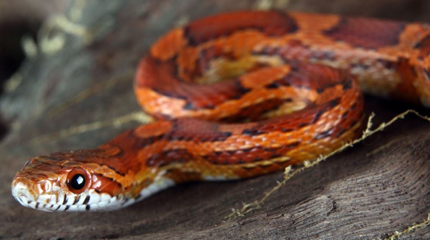 Do Corn Snakes Make Good Pets Must Read Guide The Pet Well,Types Of Owls In Ohio