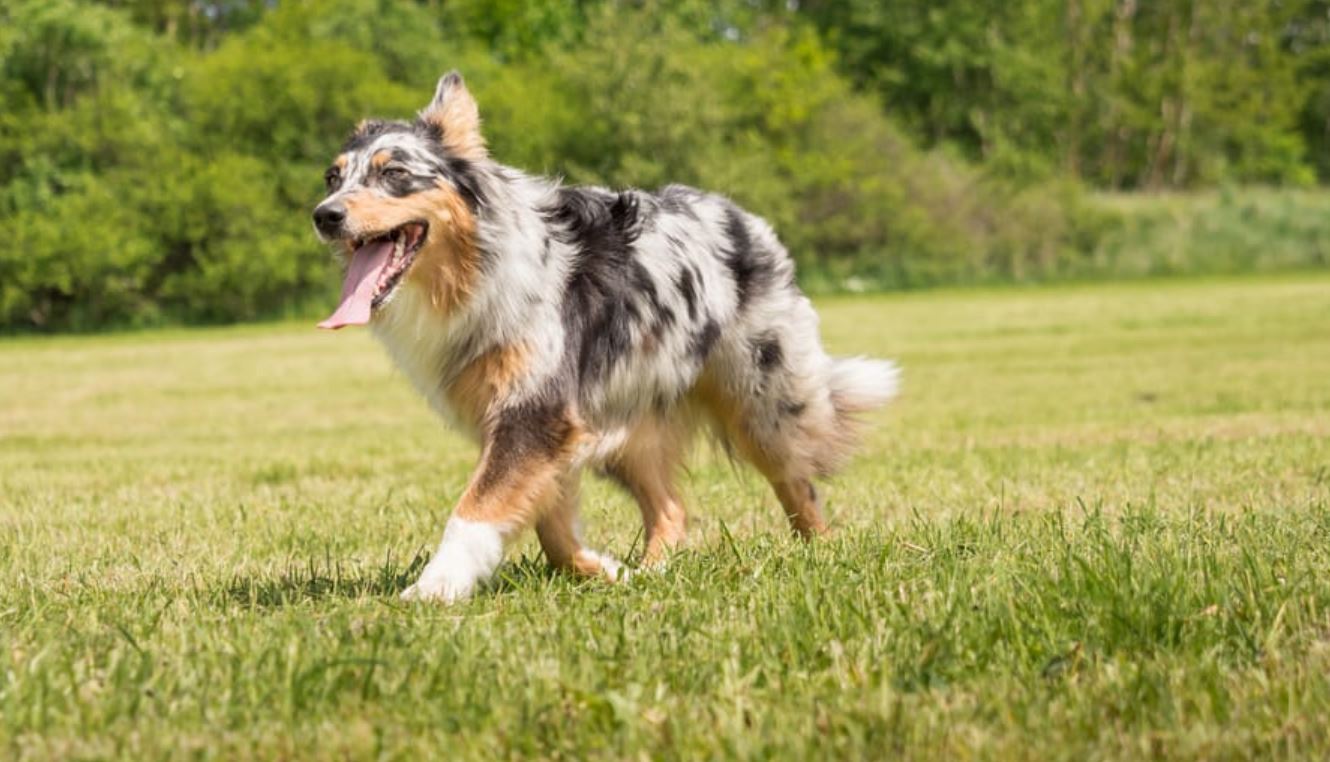 are aussie shepherds easy to train