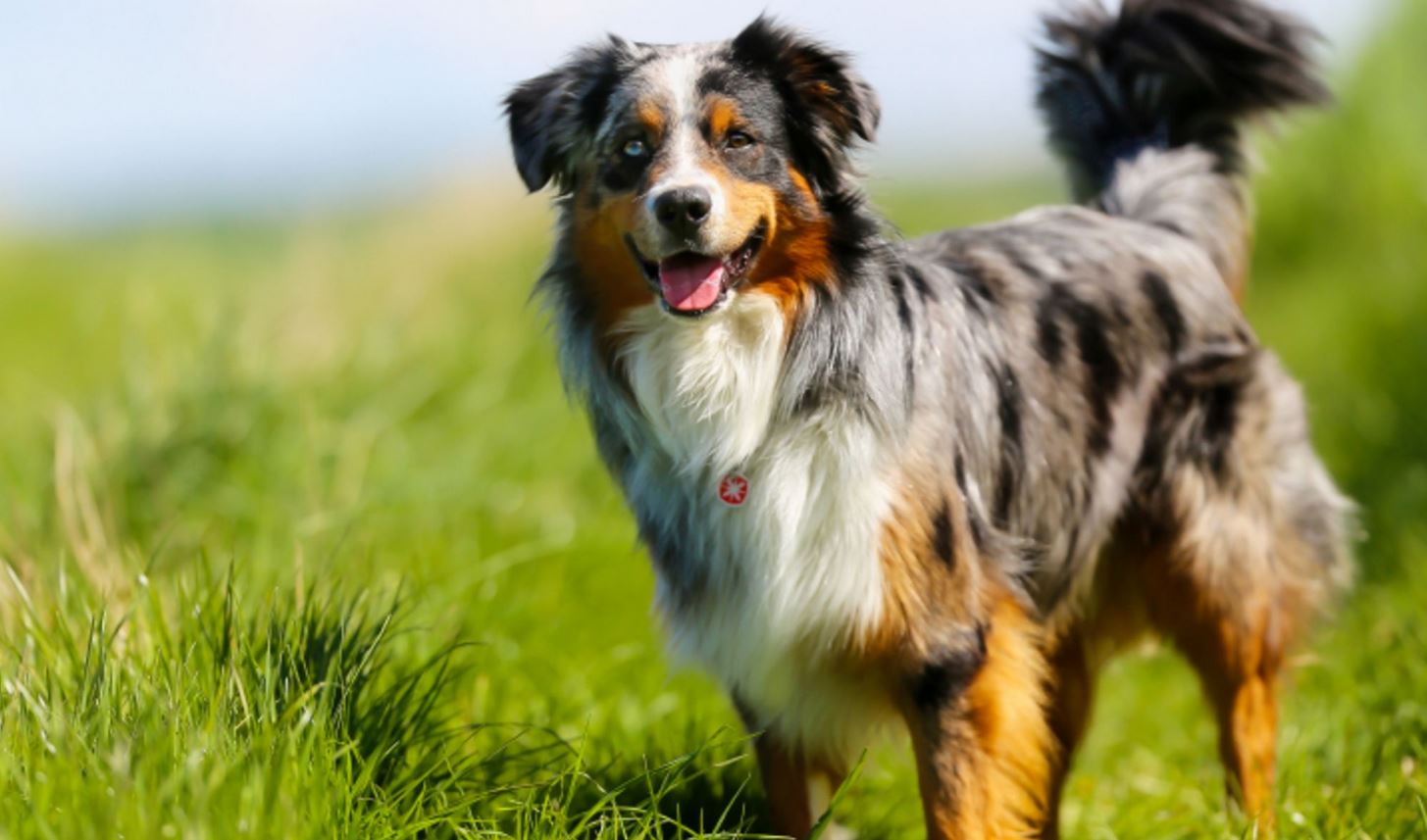 Do Australian Shepherds Make Good Family Pets Ultimate Care Guide Facts The Pet Well