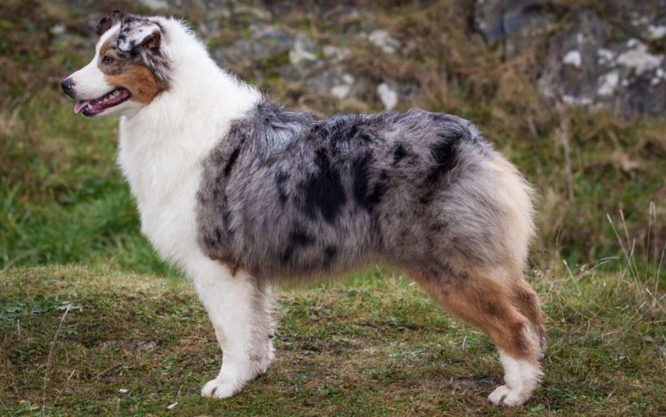 trimmed australian shepherd