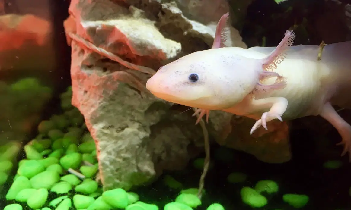 Do Axolotls Need A Heater Must Read Owners Guide The Pet Well