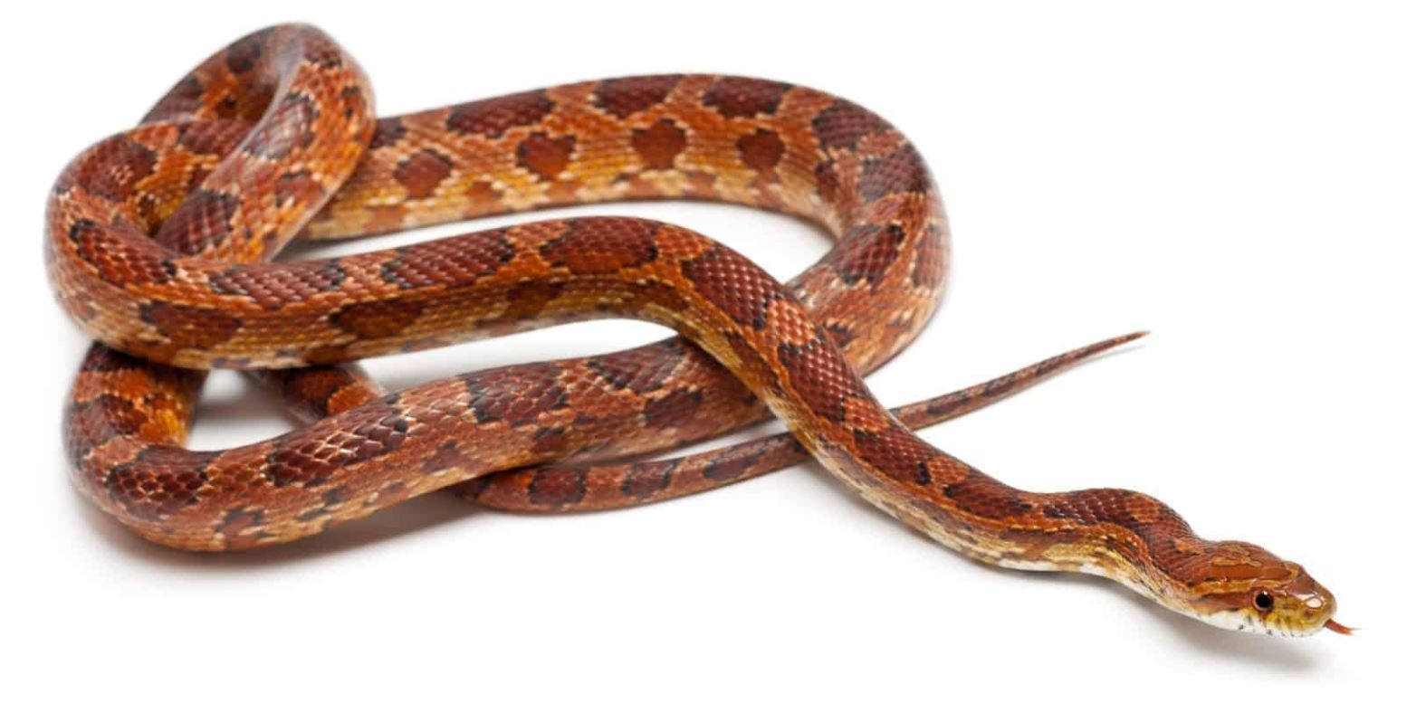 Do Corn Snakes Make Good Pets Must Read Guide The Pet Well