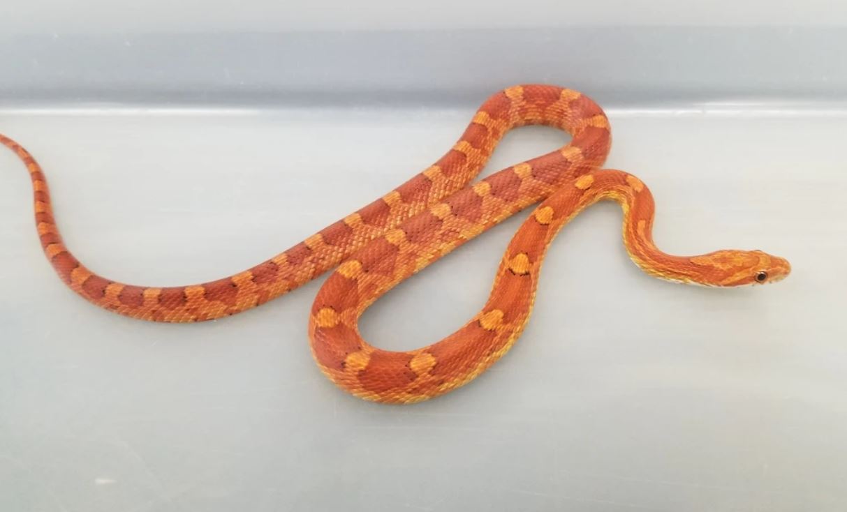 do-corn-snakes-make-good-pets-must-read-guide-the-pet-well