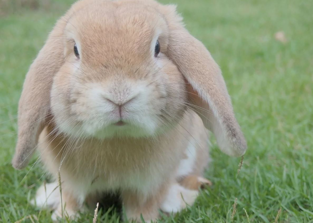 rabbit good pet