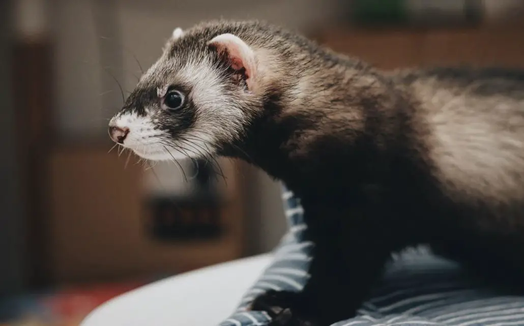 Do Ferrets Make Good Pets - The Ultimate Owners Guide - The Pet Well