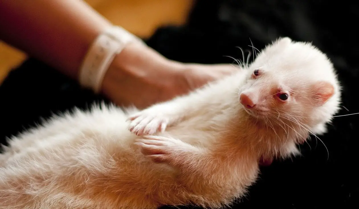 Do Ferrets Make Good Pets The Ultimate Owners Guide The Pet Well