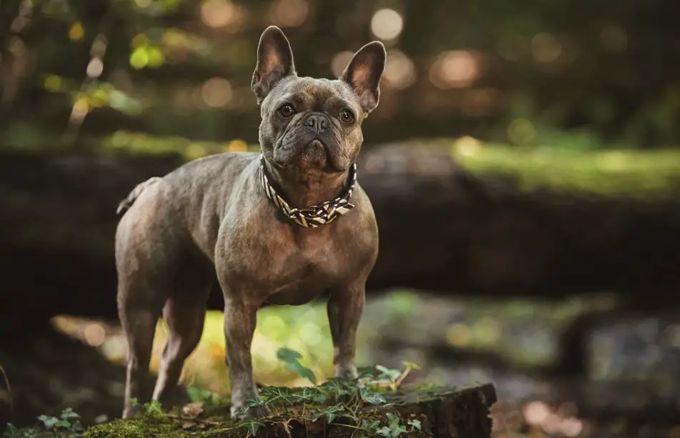 do frenchies shed