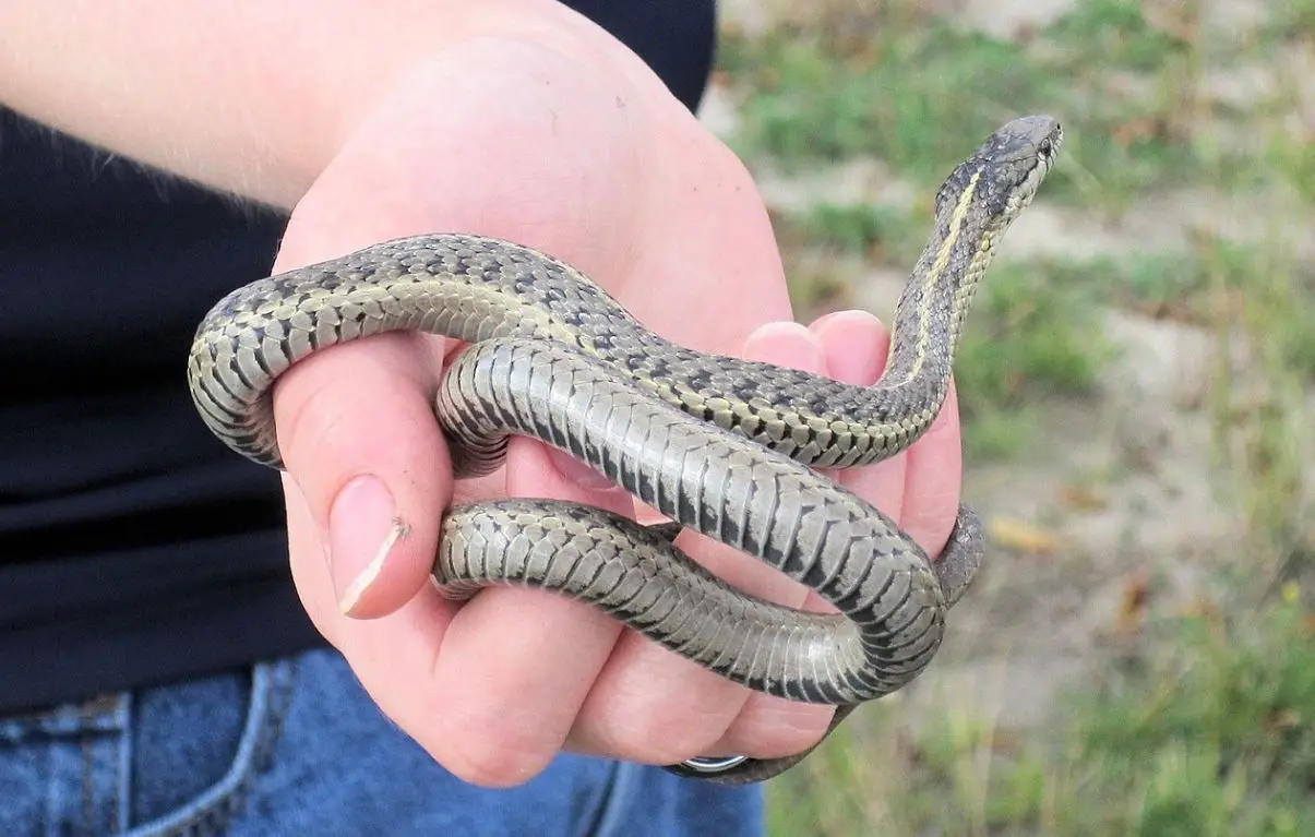 Are Garter Snakes Safe To Handle