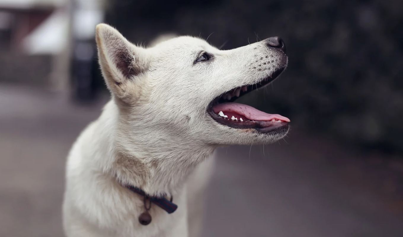 chicken broth for dogs upset stomach