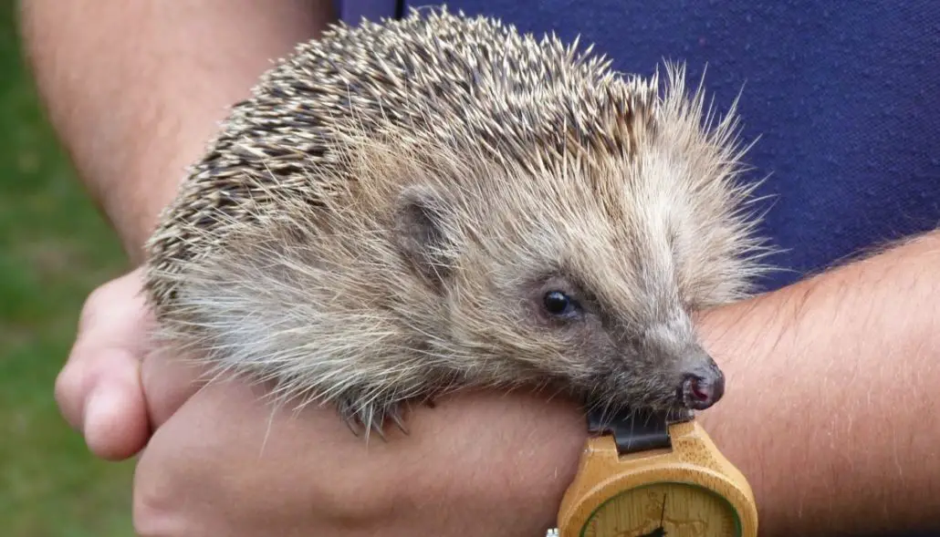 Do Hedgehogs Make Good Pets Ultimate Owners Care Guide The Pet Well