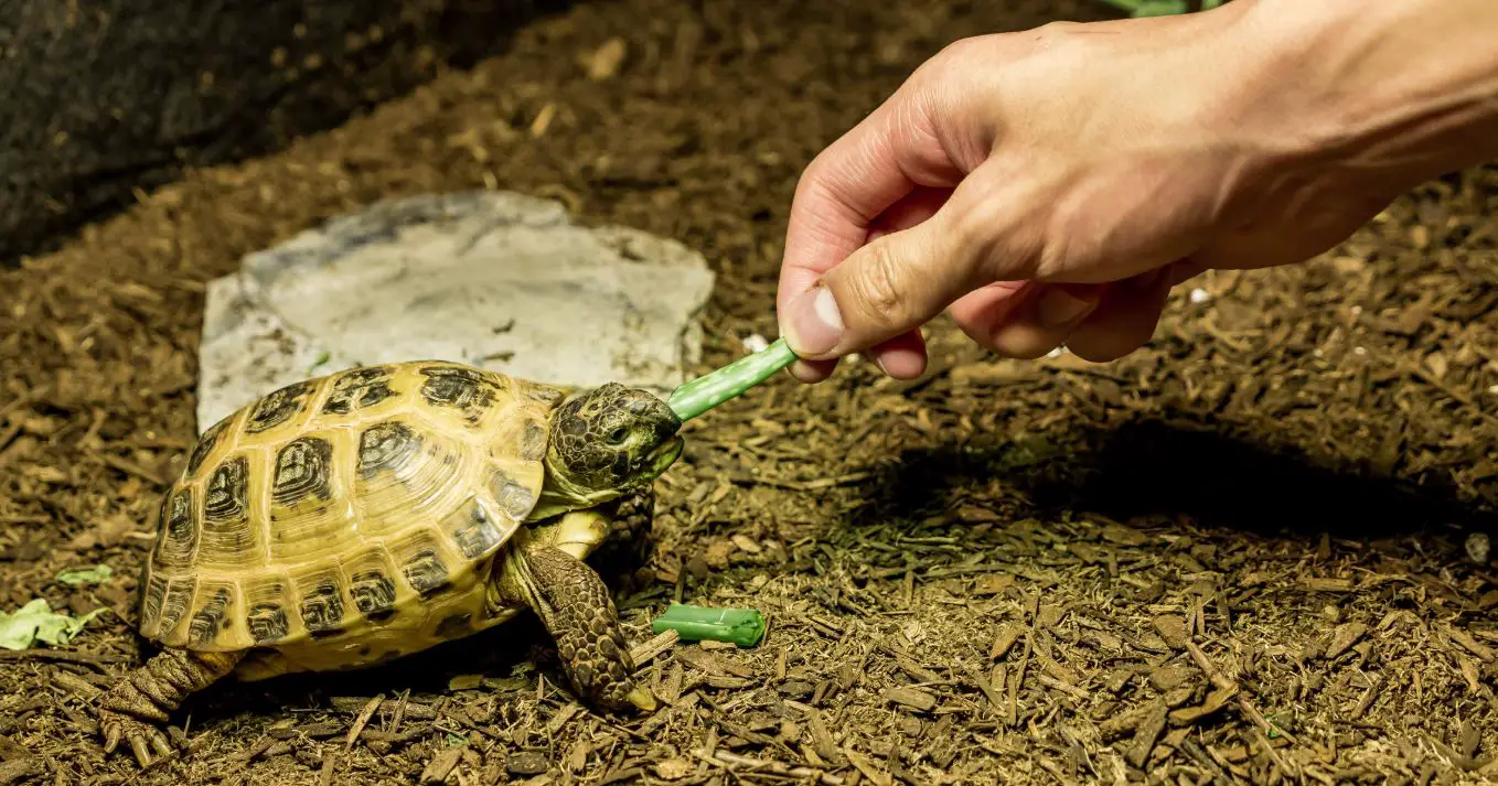 Russian Tortoise Facts Must Read Guide For Prospective Owners The