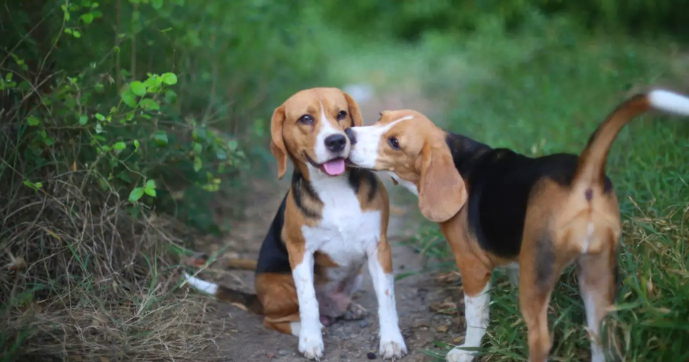 beagle shedding how much do beagles shed