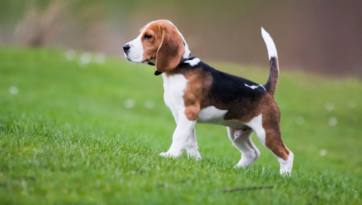 beagle shedding how much do beagles shed