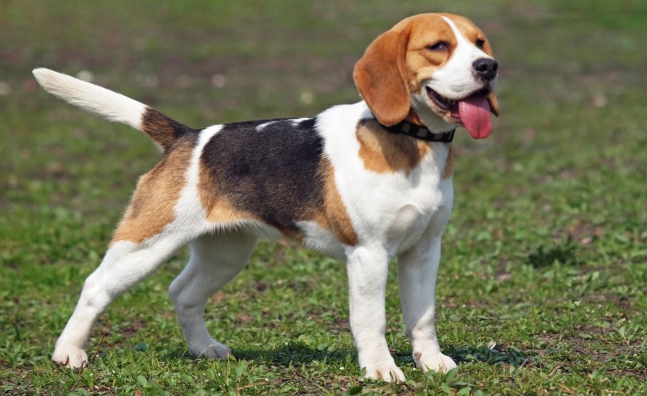 beagle dog shed