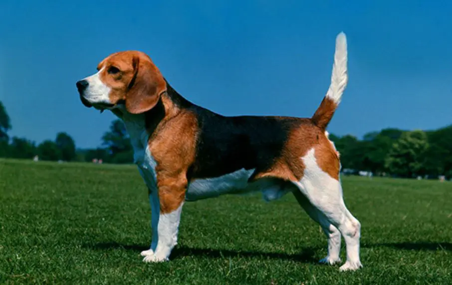 Do Beagles Make Good Pets - Ultimate Owners Guide - The Pet Well