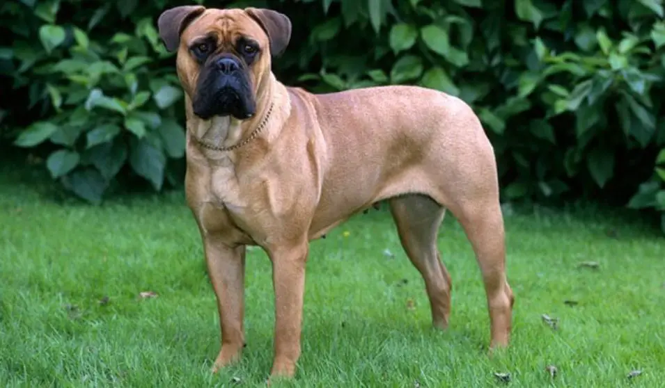 bull mastiffs