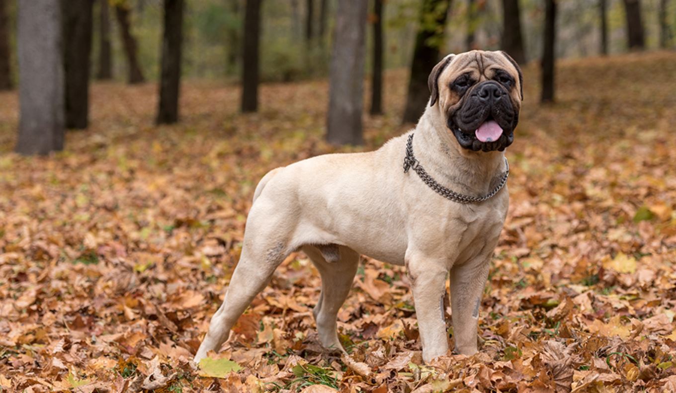 mastiff aggressive