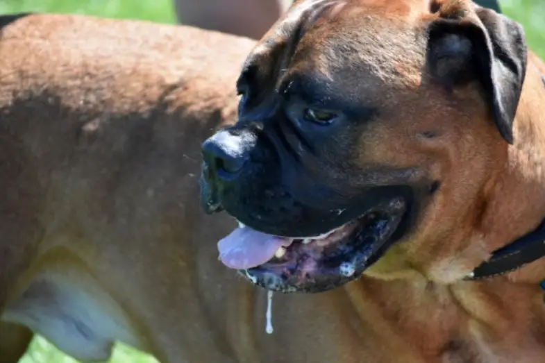 bull mastiffs