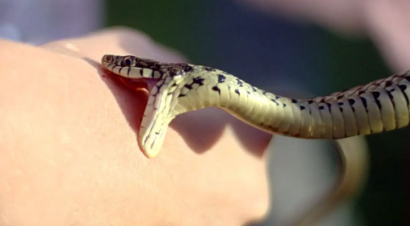 can grass snakes hurt dogs