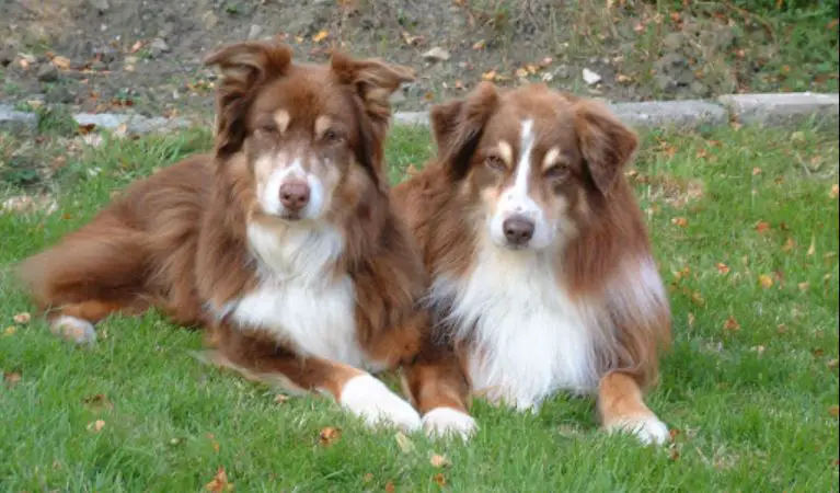 australian shepherd shedding