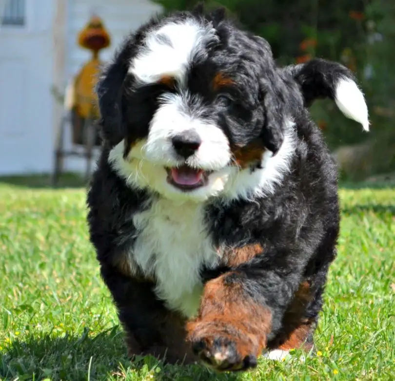 F1b Bernedoodle - What To Expect From This Second Generation Mix