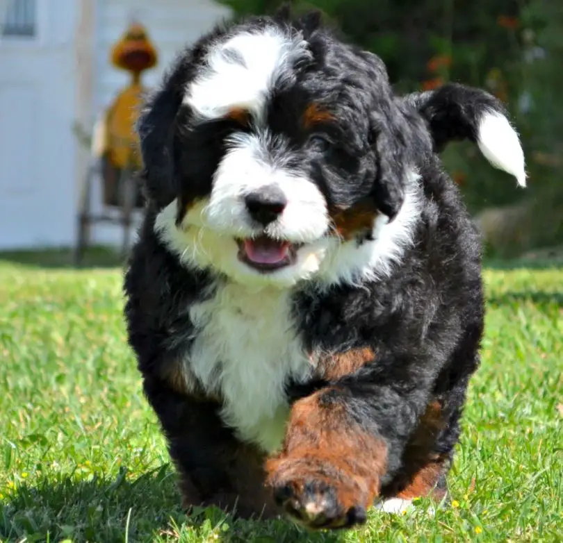 bernedoodle stuffed animal