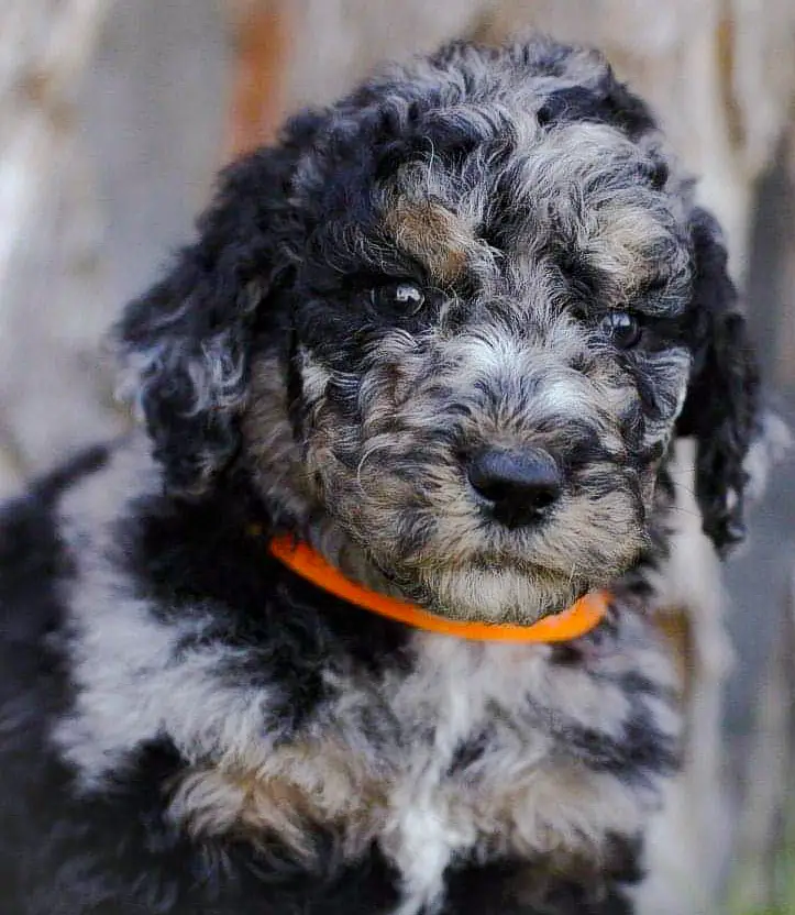 are aussiedoodles good family dogs