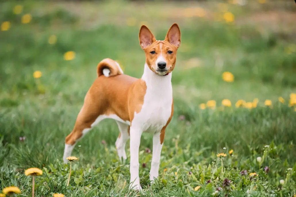 10 Quiet Dog Breeds That Bark The Least - The Pet Well