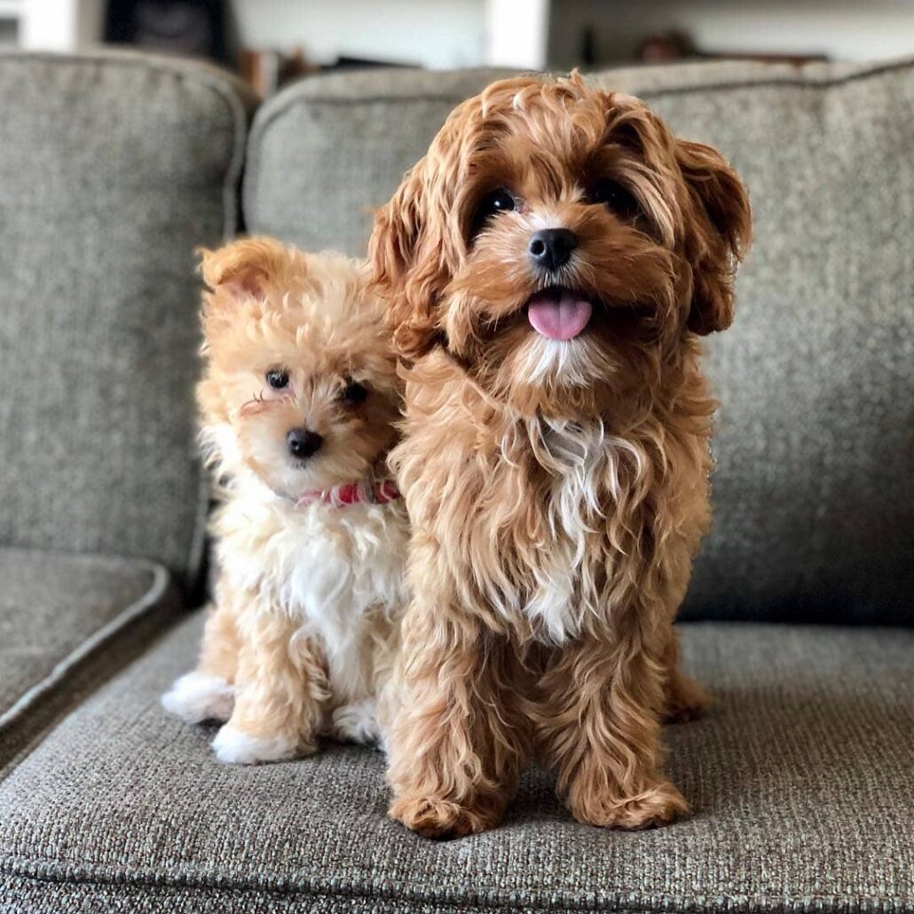 Pros And Cons Of Cavapoo Ownership Should You Get This Dog? The Pet