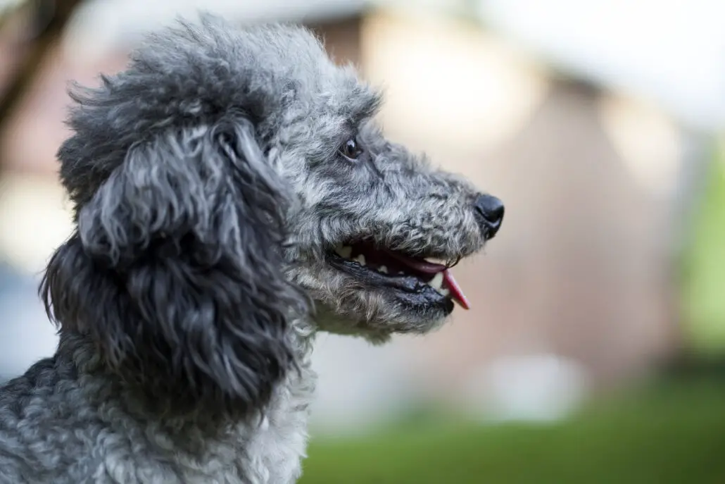 What Is a Moyen Poodle Complete Owners Guide The Pet Well