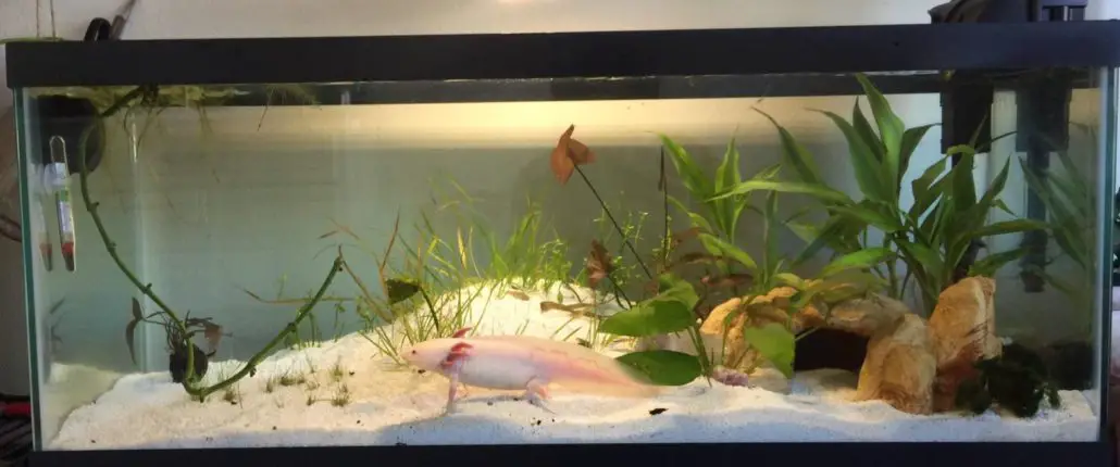 Best Axolotl Tanks On Amazon 2022 - The Pet Well