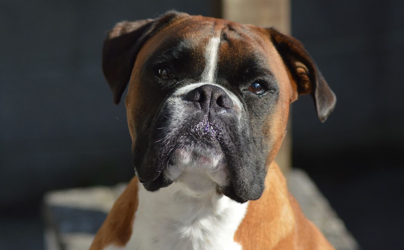 CBD For Boxer Dogs
