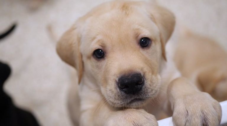 raising-puppies-from-birth-tips-feeding-care-guide-the-pet-well